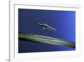 Anopheles Maculipennis (Malaria Mosquito)-Paul Starosta-Framed Photographic Print