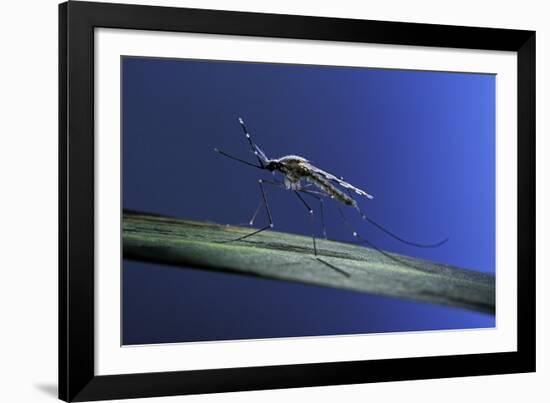 Anopheles Maculipennis (Malaria Mosquito)-Paul Starosta-Framed Photographic Print