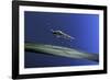 Anopheles Maculipennis (Malaria Mosquito)-Paul Starosta-Framed Photographic Print