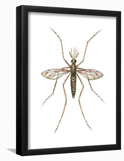 Anopheles Mosquito (Anopheles Quadrimaculatus), Insects-Encyclopaedia Britannica-Framed Poster