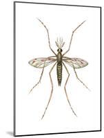 Anopheles Mosquito (Anopheles Quadrimaculatus), Insects-Encyclopaedia Britannica-Mounted Poster