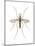Anopheles Mosquito (Anopheles Quadrimaculatus), Insects-Encyclopaedia Britannica-Mounted Poster