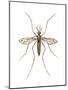 Anopheles Mosquito (Anopheles Quadrimaculatus), Insects-Encyclopaedia Britannica-Mounted Poster