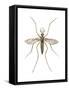 Anopheles Mosquito (Anopheles Quadrimaculatus), Insects-Encyclopaedia Britannica-Framed Stretched Canvas