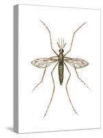 Anopheles Mosquito (Anopheles Quadrimaculatus), Insects-Encyclopaedia Britannica-Stretched Canvas