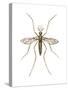 Anopheles Mosquito (Anopheles Quadrimaculatus), Insects-Encyclopaedia Britannica-Stretched Canvas