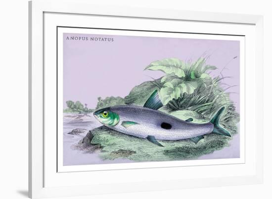 Anopus Notatus-Robert Hermann Schomburgk-Framed Art Print