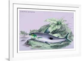 Anopus Notatus-Robert Hermann Schomburgk-Framed Art Print