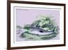 Anopus Notatus-Robert Hermann Schomburgk-Framed Art Print