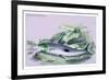 Anopus Notatus-Robert Hermann Schomburgk-Framed Art Print