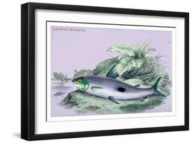 Anopus Notatus-Robert Hermann Schomburgk-Framed Art Print