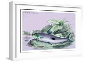 Anopus Notatus-Robert Hermann Schomburgk-Framed Art Print