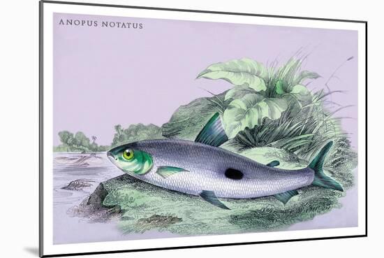 Anopus Notatus-Robert Hermann Schomburgk-Mounted Art Print