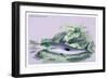 Anopus Notatus-Robert Hermann Schomburgk-Framed Premium Giclee Print