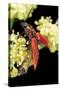 Anostirus Purpureus (Click Beetle)-Paul Starosta-Stretched Canvas