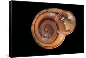 Anostoma Octodentatus Depressum-Paul Starosta-Framed Stretched Canvas