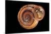 Anostoma Octodentatus Depressum-Paul Starosta-Stretched Canvas