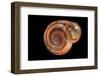 Anostoma Octodentatus Depressum-Paul Starosta-Framed Photographic Print