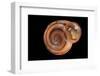 Anostoma Octodentatus Depressum-Paul Starosta-Framed Photographic Print