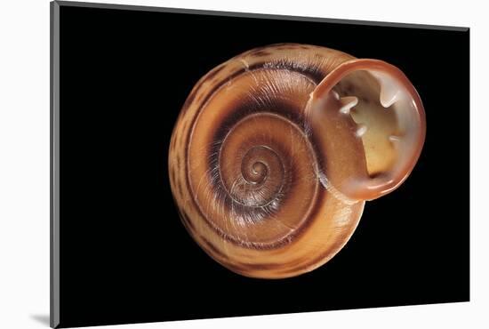 Anostoma Octodentatus Depressum-Paul Starosta-Mounted Photographic Print