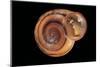Anostoma Octodentatus Depressum-Paul Starosta-Mounted Photographic Print