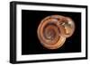 Anostoma Octodentatus Depressum-Paul Starosta-Framed Photographic Print