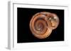 Anostoma Octodentatus Depressum-Paul Starosta-Framed Photographic Print