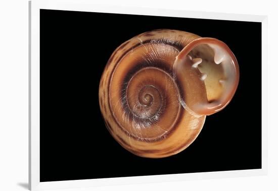 Anostoma Octodentatus Depressum-Paul Starosta-Framed Photographic Print