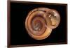 Anostoma Octodentatus Depressum-Paul Starosta-Framed Photographic Print