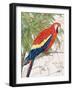 Another Bird in Paradise I-Julie DeRice-Framed Art Print