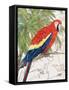 Another Bird in Paradise I-Julie DeRice-Framed Stretched Canvas