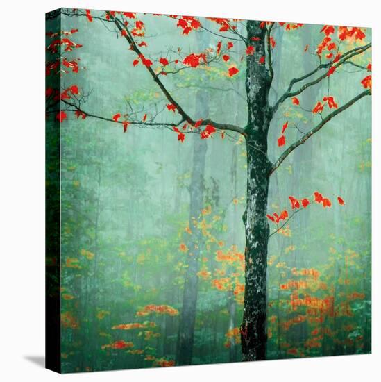 Another Day, Another Fairytale-Katya Horner-Stretched Canvas