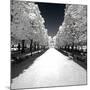 Another Look - Paris-Philippe Hugonnard-Mounted Photographic Print