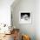 Another Look - Paris-Philippe Hugonnard-Framed Photographic Print displayed on a wall