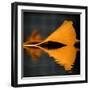 Another Missing Piece-Philippe Sainte-Laudy-Framed Photographic Print