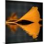 Another Missing Piece-Philippe Sainte-Laudy-Mounted Photographic Print