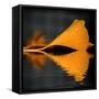 Another Missing Piece-Philippe Sainte-Laudy-Framed Stretched Canvas