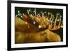 Another Xmas Moose-Will Bullas-Framed Giclee Print