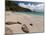 Anse de Grande Saline Beach, St. Barthelemy, West Indies, Caribbean, Central America-Sergio Pitamitz-Mounted Photographic Print