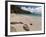 Anse de Grande Saline Beach, St. Barthelemy, West Indies, Caribbean, Central America-Sergio Pitamitz-Framed Photographic Print