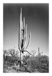 Church, Taos Pueblo, New Mexico, 1942, Taos Pueblo, Nm-Ansel Adams-Photographic Print