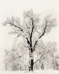 Affordable Ansel Adams Posters For At Allposters Oak Tree By Ansel Adams