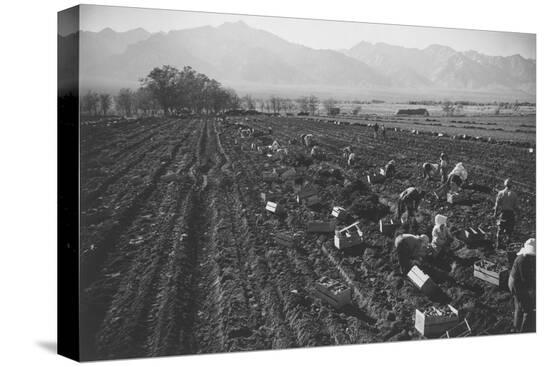 Stretched Canvas Print, , large