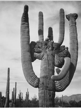 View Of Cactus And Surrounding Area "Saguaros Saguaro National Monument" Arizona 1933-1942