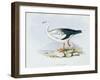 Anser Melanopterus, from 'The Zoology of the Voyage of H.M.S. Beagle 1832-36'-Charles Darwin-Framed Giclee Print