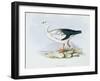 Anser Melanopterus, from 'The Zoology of the Voyage of H.M.S. Beagle 1832-36'-Charles Darwin-Framed Giclee Print