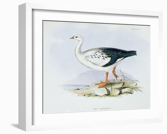 Anser Melanopterus, from 'The Zoology of the Voyage of H.M.S. Beagle 1832-36'-Charles Darwin-Framed Giclee Print
