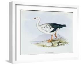 Anser Melanopterus, from 'The Zoology of the Voyage of H.M.S. Beagle 1832-36'-Charles Darwin-Framed Giclee Print