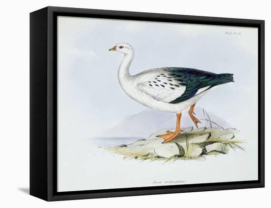 Anser Melanopterus, from 'The Zoology of the Voyage of H.M.S. Beagle 1832-36'-Charles Darwin-Framed Stretched Canvas