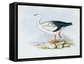 Anser Melanopterus, from 'The Zoology of the Voyage of H.M.S. Beagle 1832-36'-Charles Darwin-Framed Stretched Canvas